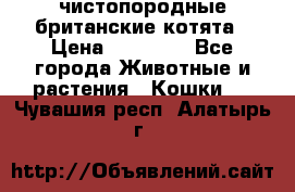 чистопородные британские котята › Цена ­ 10 000 - Все города Животные и растения » Кошки   . Чувашия респ.,Алатырь г.